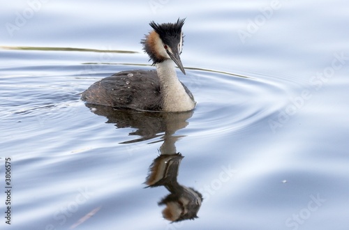 Great Crested Grebe. Norway 2007. photo