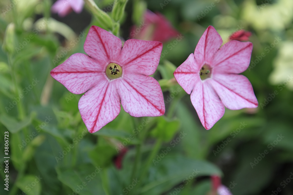 Nicotiana tabacum aka tobacco flowers Nicotiana tabacum aka tobacco flowers