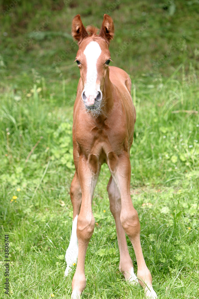 Fototapeta premium Fohlen