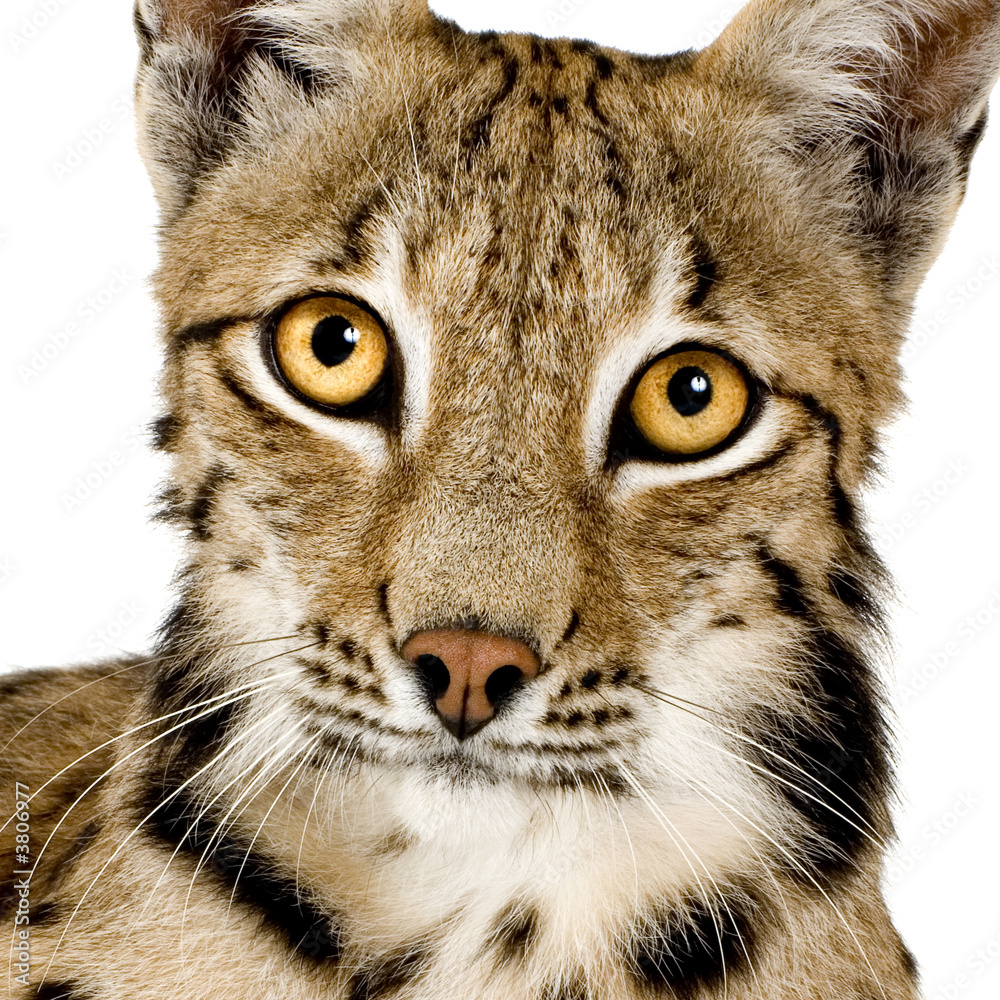 Lynx in front of a white background Lynx in front of a white background