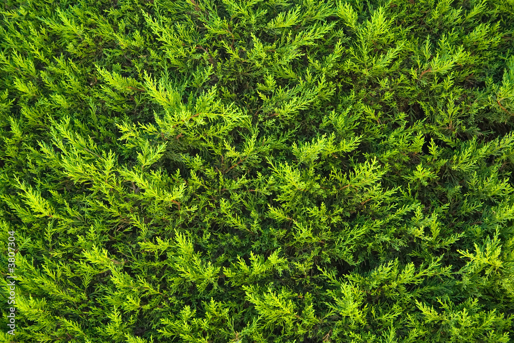 Texture of a green fir bush