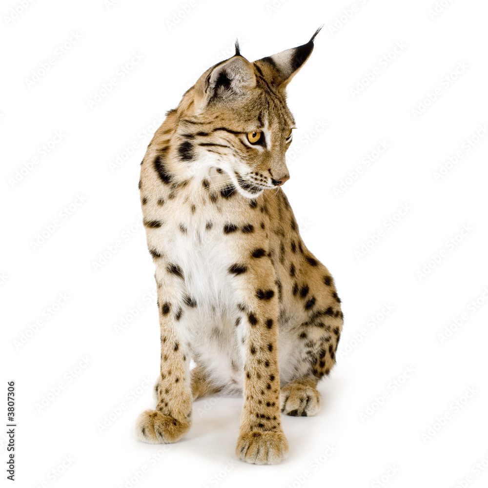 Naklejka premium Lynx in front of a white background