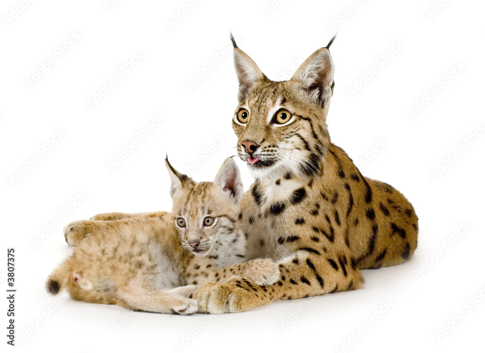 Fototapeta premium Lynx and her cub in front of a white background