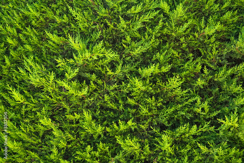 Texture of a green fir bush