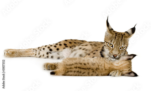 Lynx and her cub in front of a white background