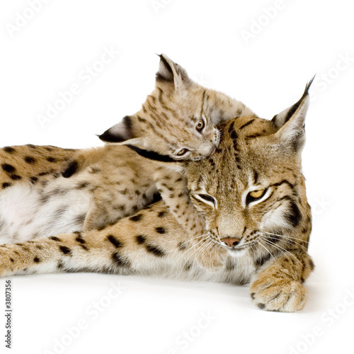 Lynx and her cub in front of a white background © Eric Isselée