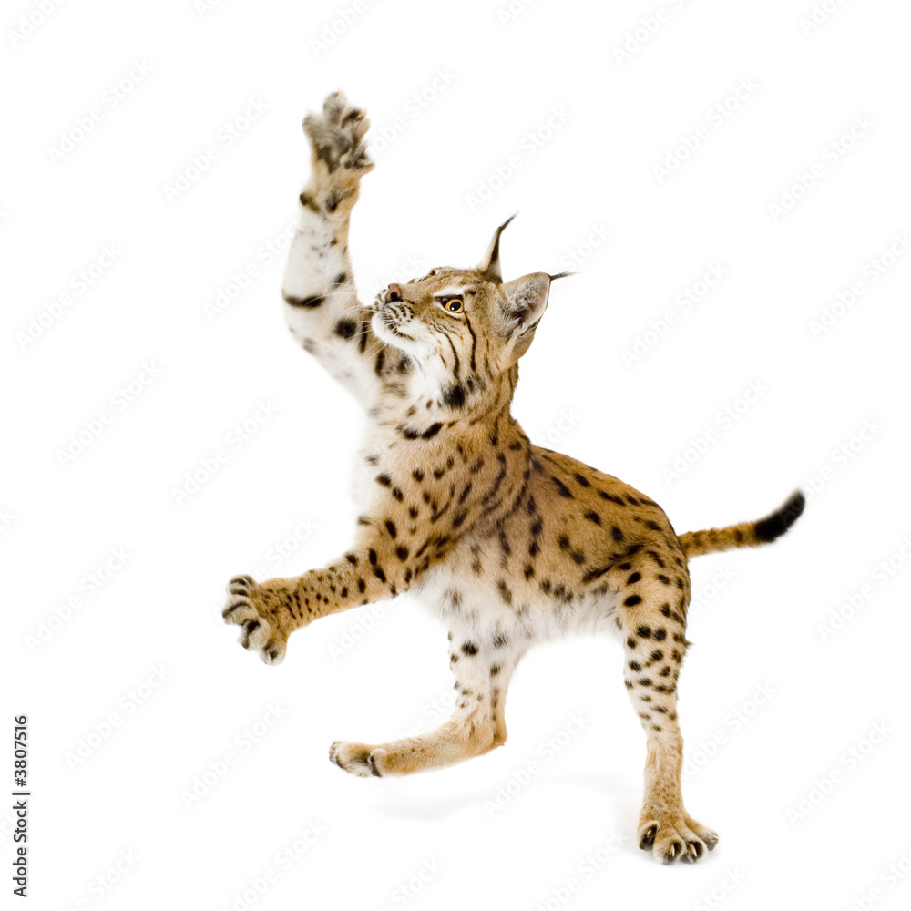 Obraz premium Lynx in front of a white background