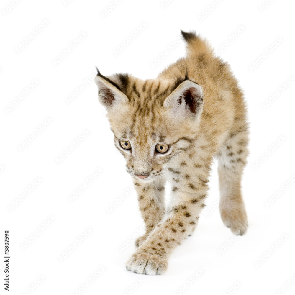 Naklejka premium Lynx cub in front of a white background