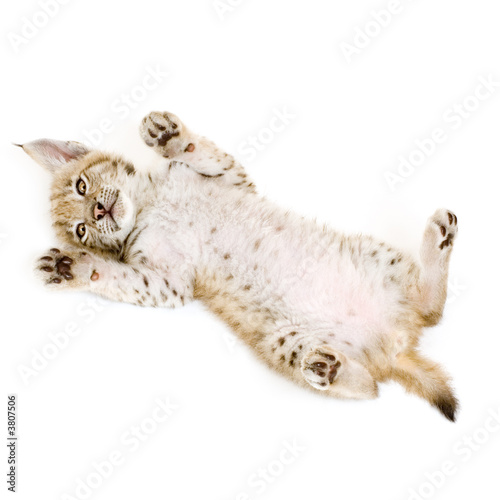 Photography Lynx cub on his back in front of a white background
