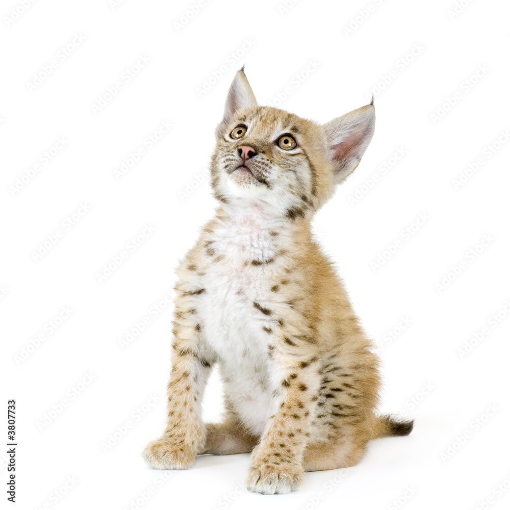 Naklejka premium Lynx cub in front of a white background