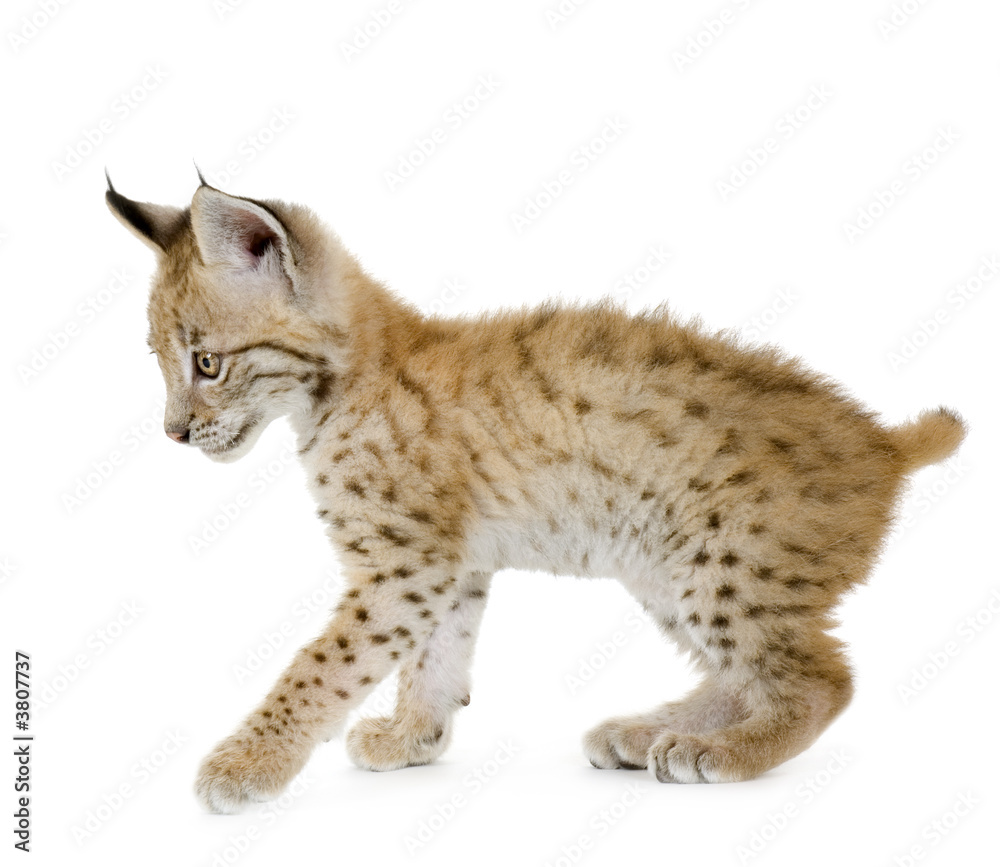 Naklejka premium Lynx cub in front of a white background