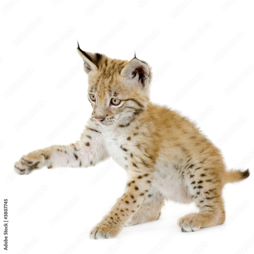 Obraz premium Lynx cub in front of a white background