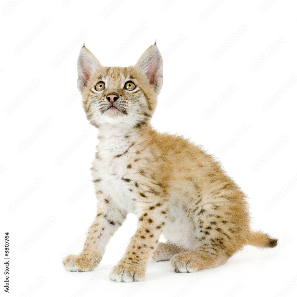 Obraz premium Lynx cub in front of a white background