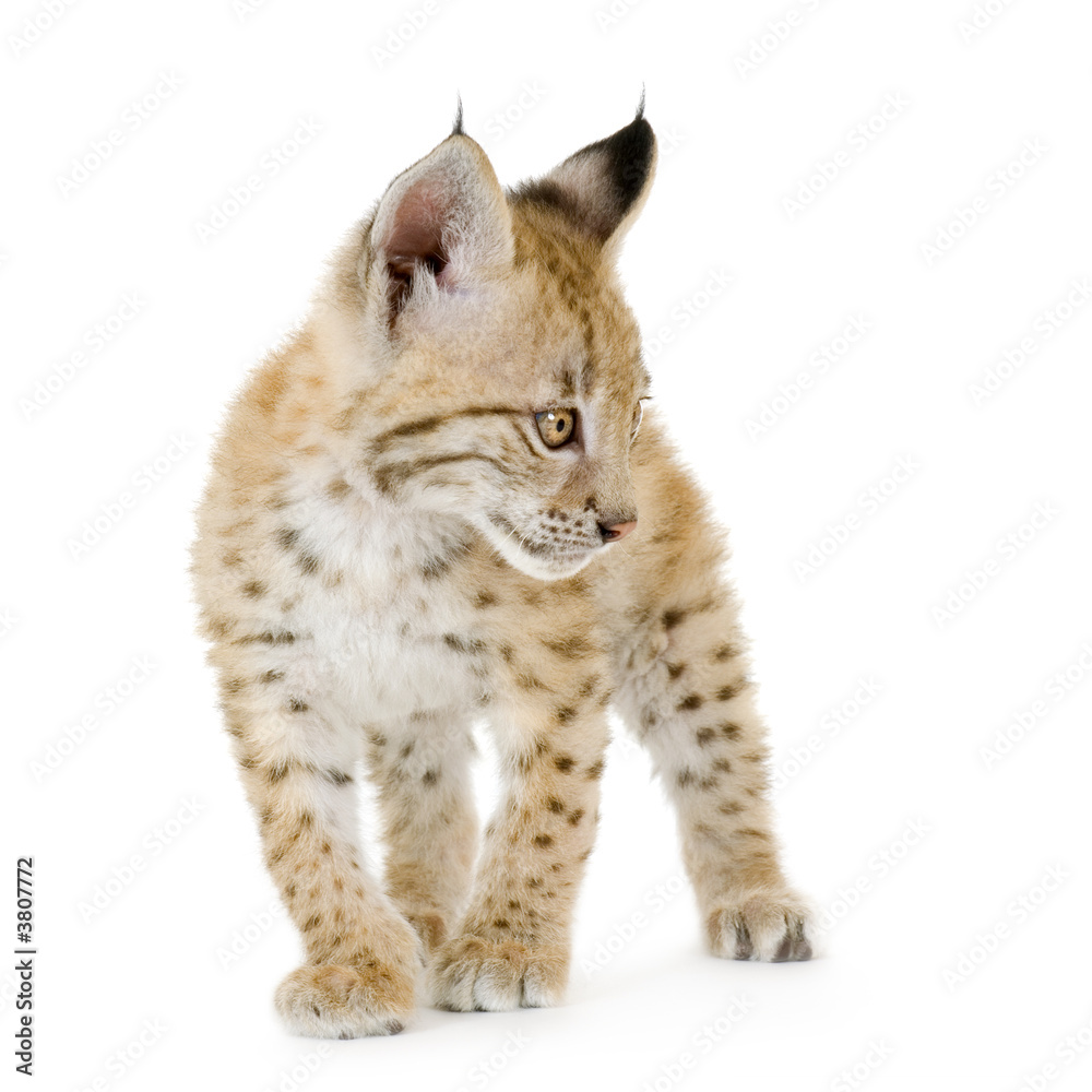 Lynx cub in front of a white background Lynx cub in front of a white background