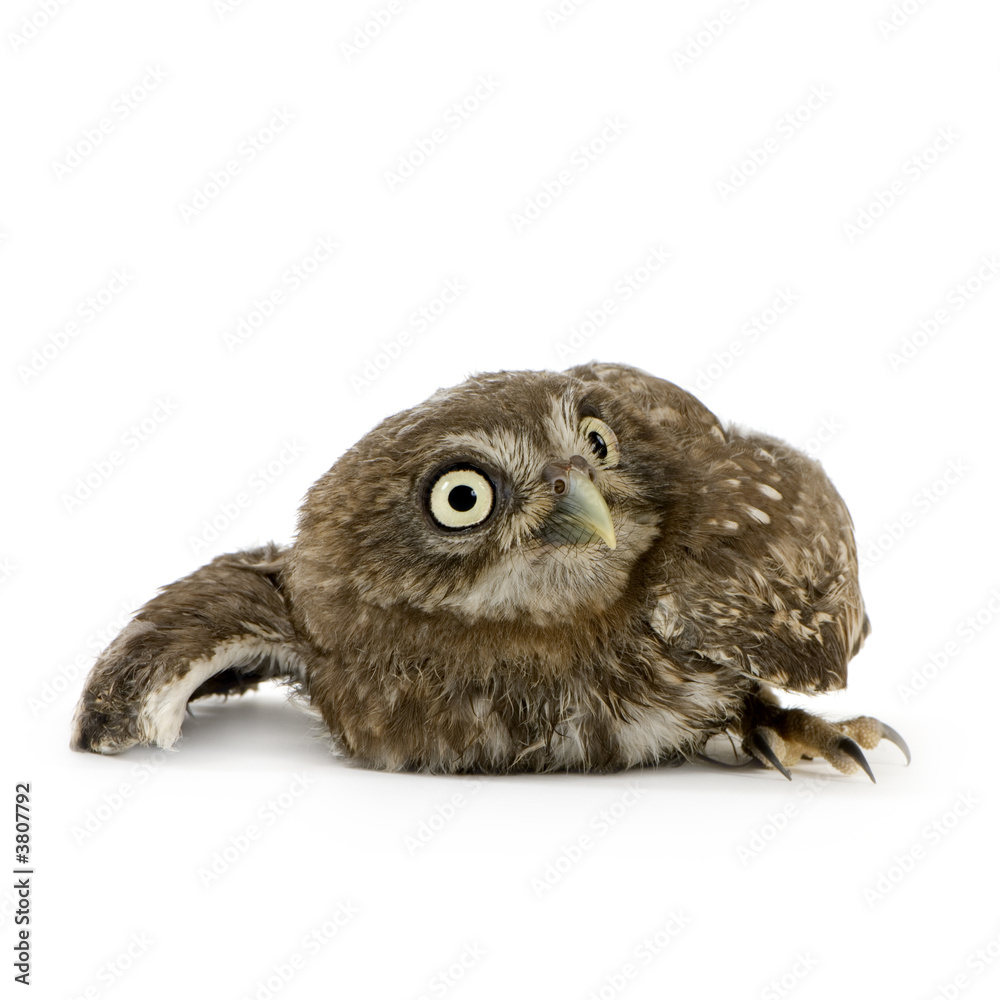 Fototapeta premium young owl in front of a white background