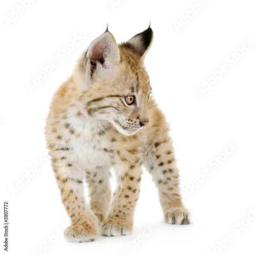 Photography Lynx cub in front of a white background