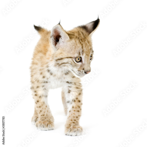 Lynx cub in front of a white background