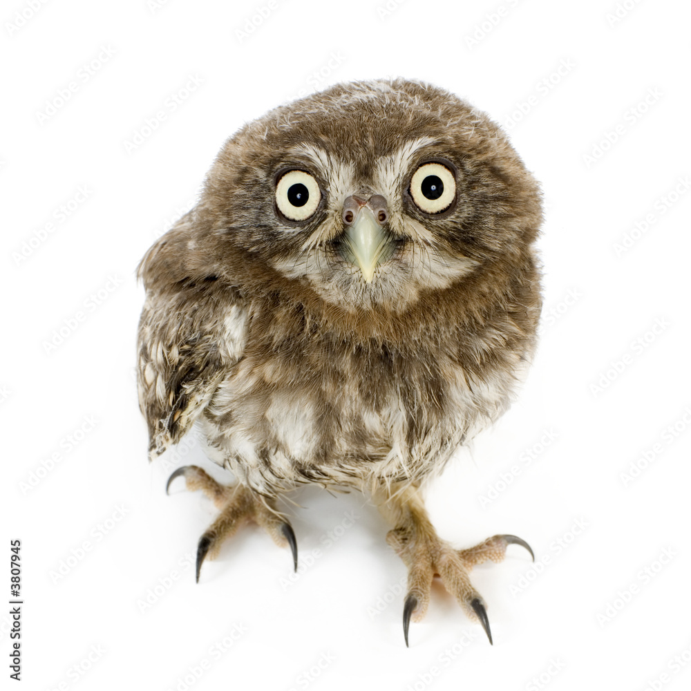 Obraz premium young owl in front of a white background