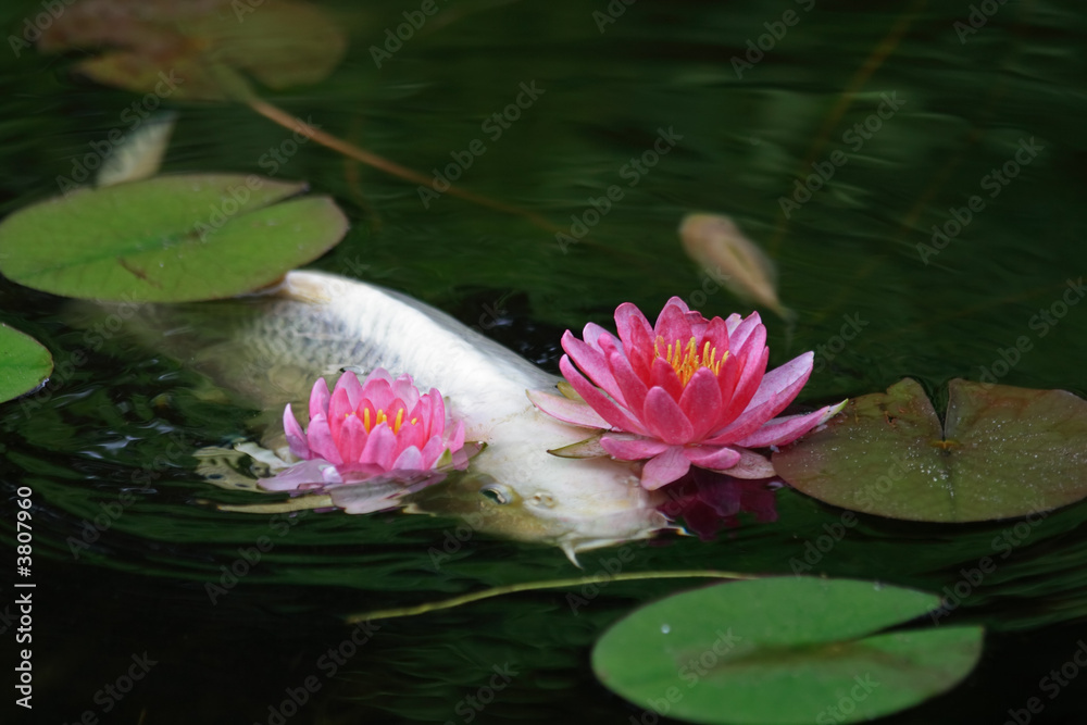 Fototapeta premium Koi Pond
