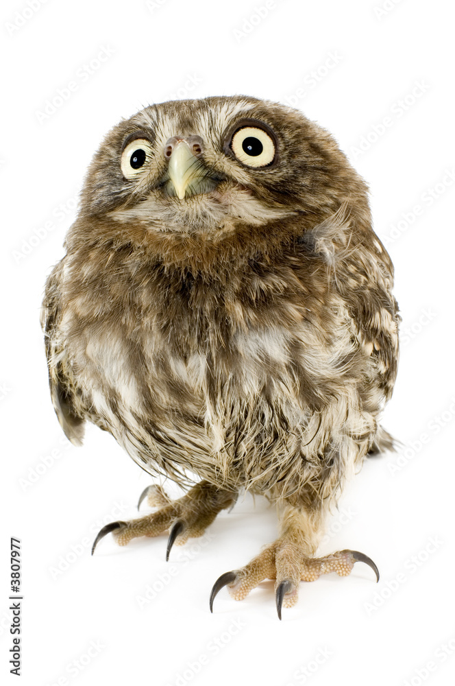 Naklejka premium young owl in front of a white background
