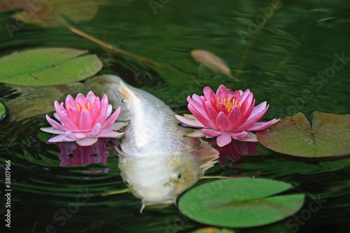 Koi Pond