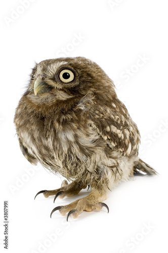young owl in front of a white background © Eric Isselée