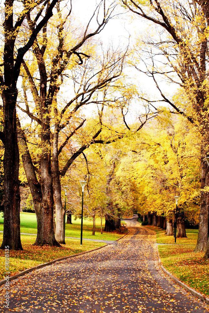 Fall colors ~ golden elm trees in a city park