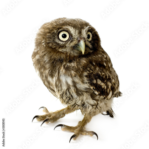 young owl in front of a white background