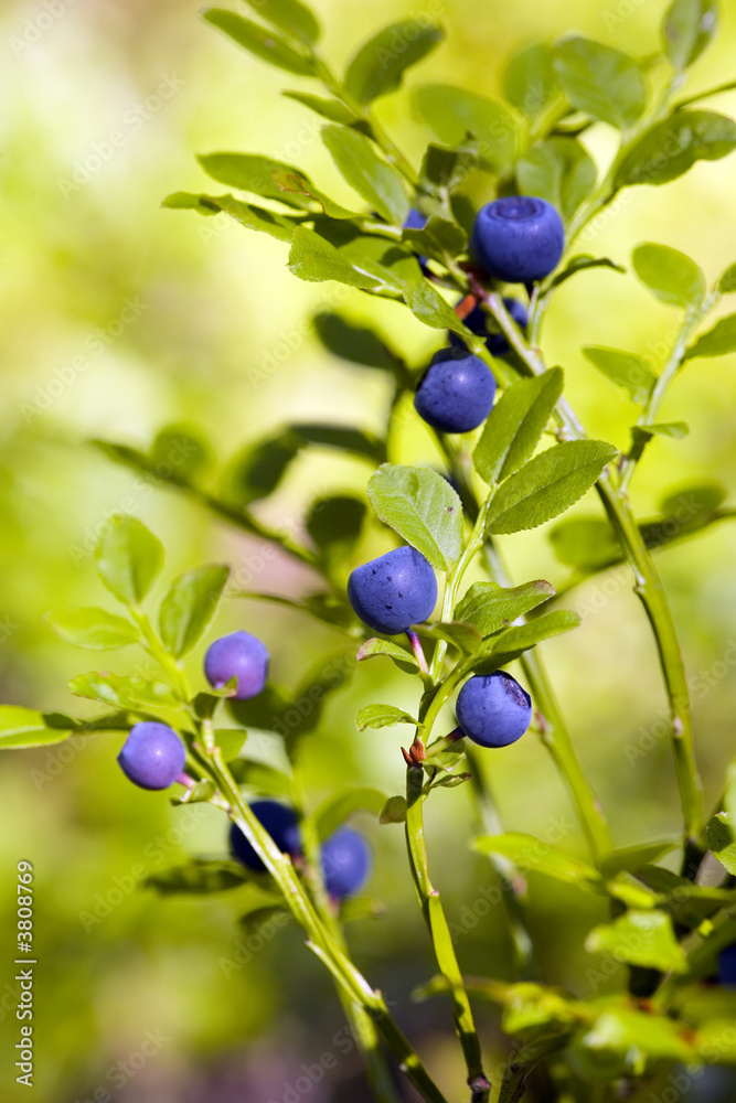 Bush of a bilberry in a wood in a sunny day Bush of a bilberry in a wood in a sunny day