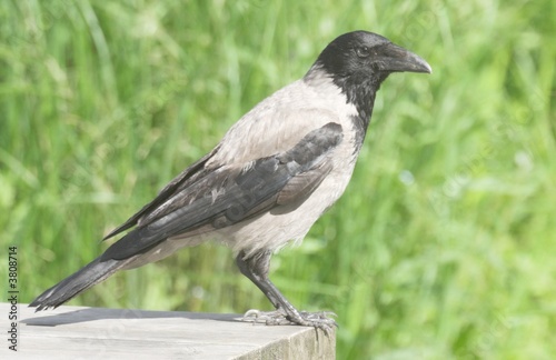 Hooded Crow,