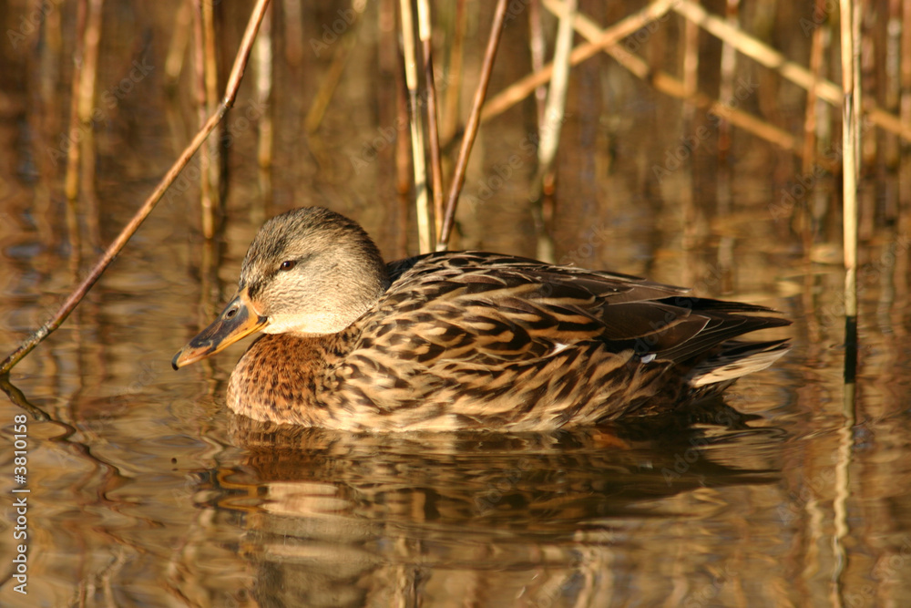 Fototapeta premium Ente