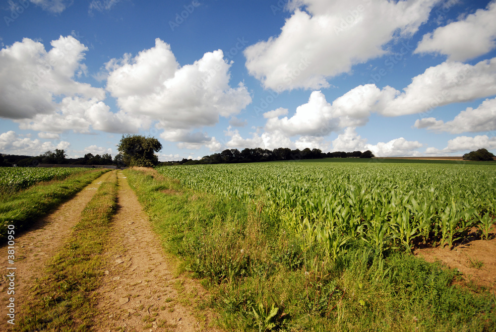 Fototapeta premium chemin de campagne