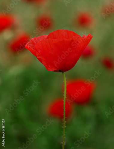 Picture of beautiful field with red poppies