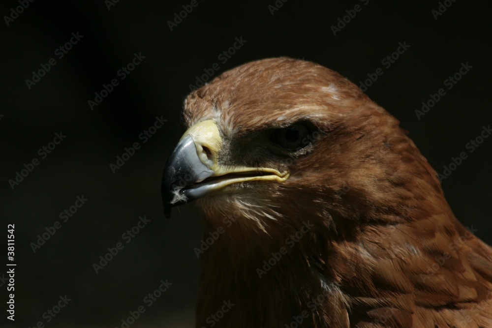 Fototapeta premium hawk eye