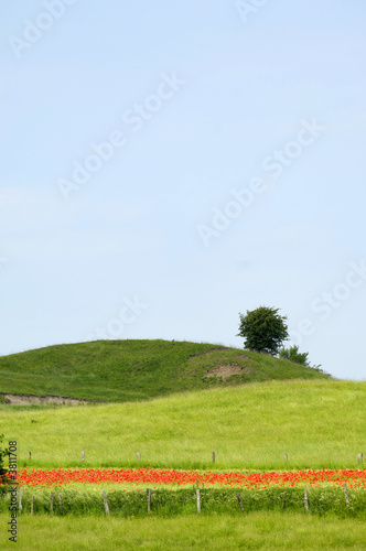 Landscape with tree on green hill