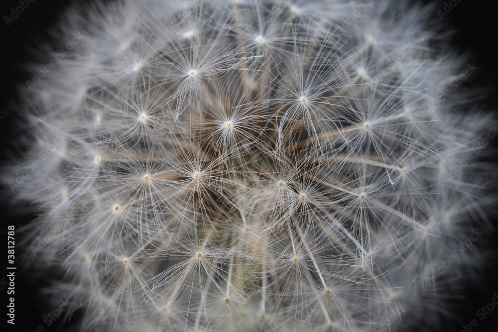 Obraz premium pusteblume