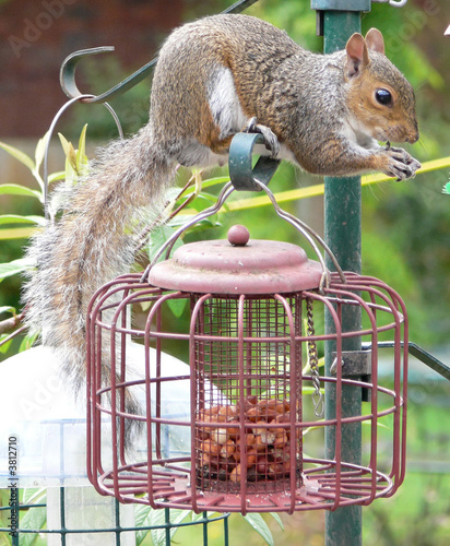 Hungry squirrel
