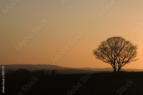 Beautiful lonely tree in sunset. Orange and silhouette.