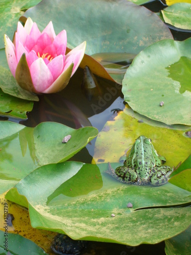 Frosch