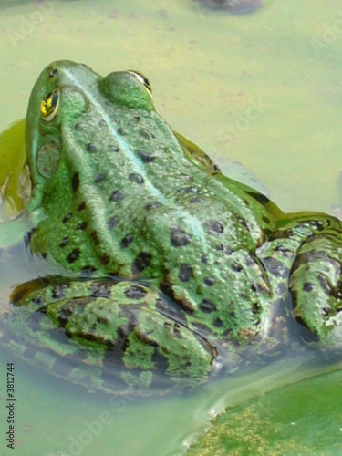 Frosch