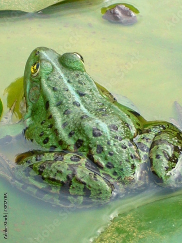 Frosch