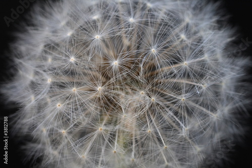 pusteblume