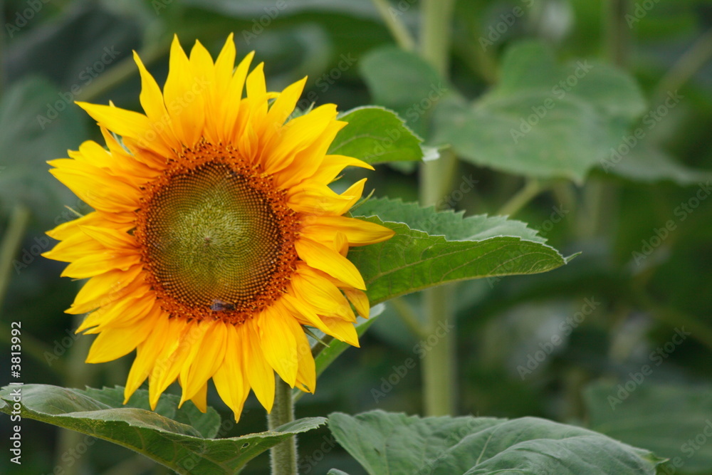 Tournesol Tournesol