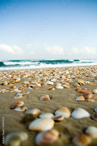 sea shells