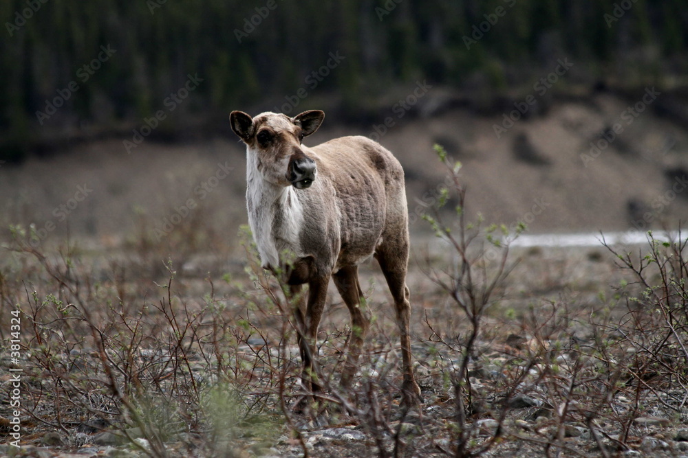 Fototapeta premium caribou