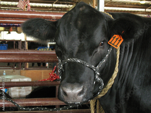 cow