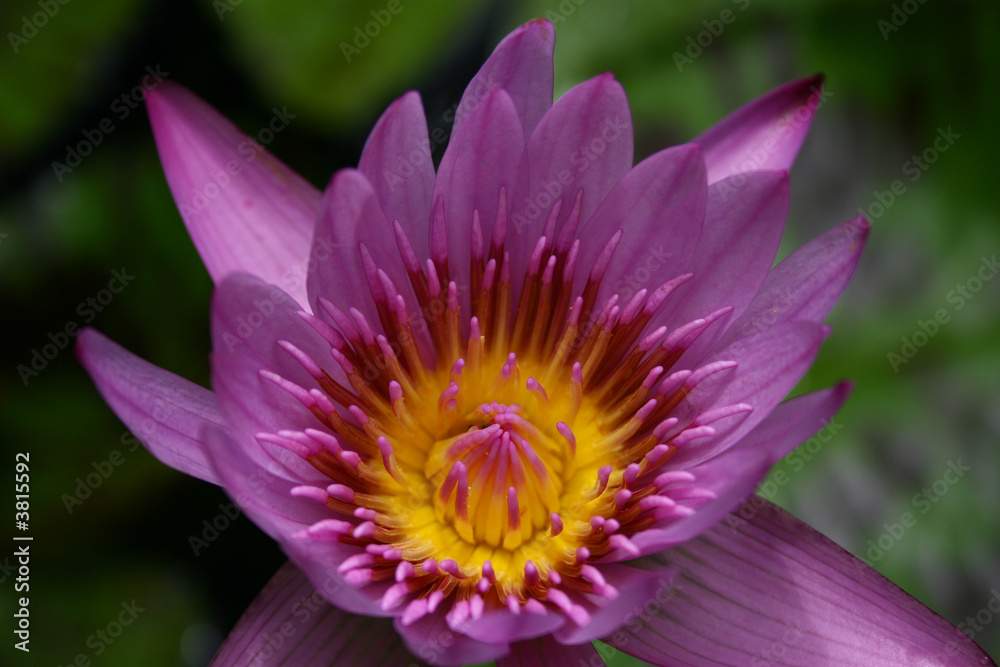 Water Lily Water Lily