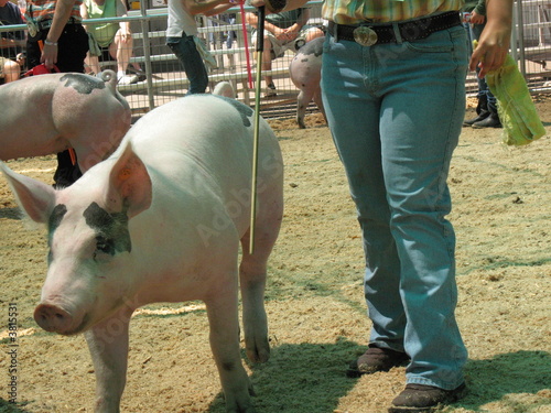 pig