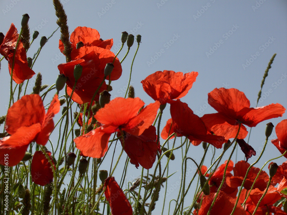 Obraz premium Klatschmohn 13