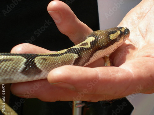 Snake in Hand 2